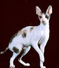 Cornish Rex